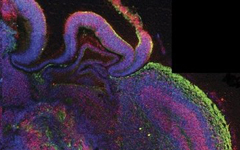 Prototipo de cerebro creado en laboratorio