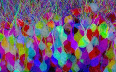 Neuronas coloreadas con proteínas.