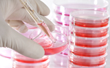 Tratamientos experimentales con células madre de cordón umbilical